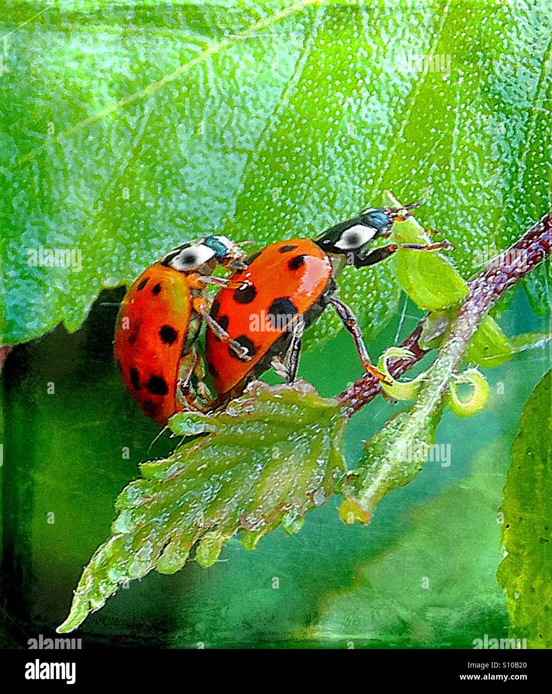...two lucky happy bugs in action... - Smartphone Captured Stock Image