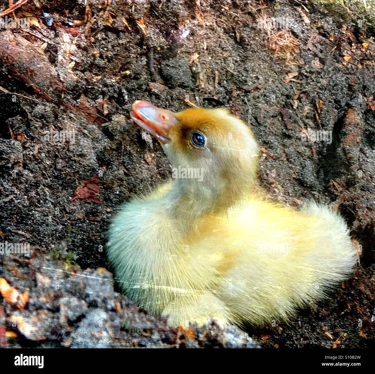 ... baby duck is curious... - Smartphone Captured Stock Image