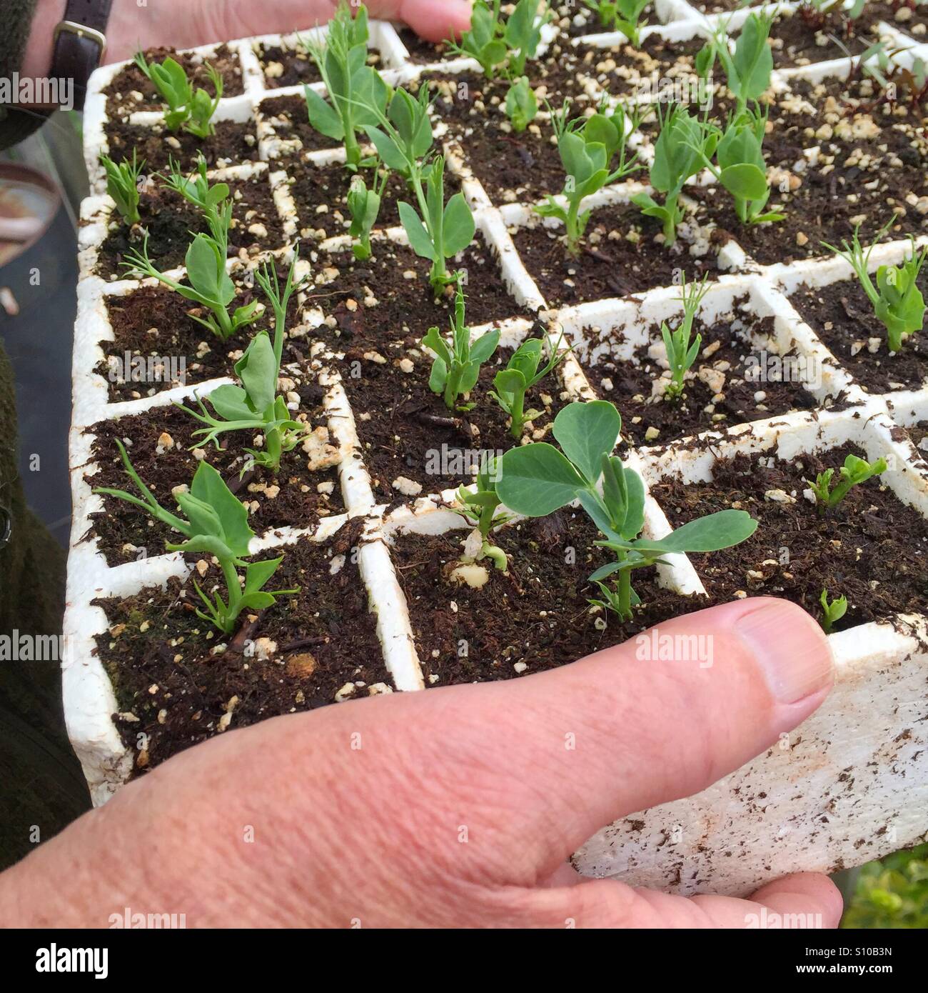 Pea plants started in a garden tray to be planted out in the garden. - Smartphone Captured Stock Image