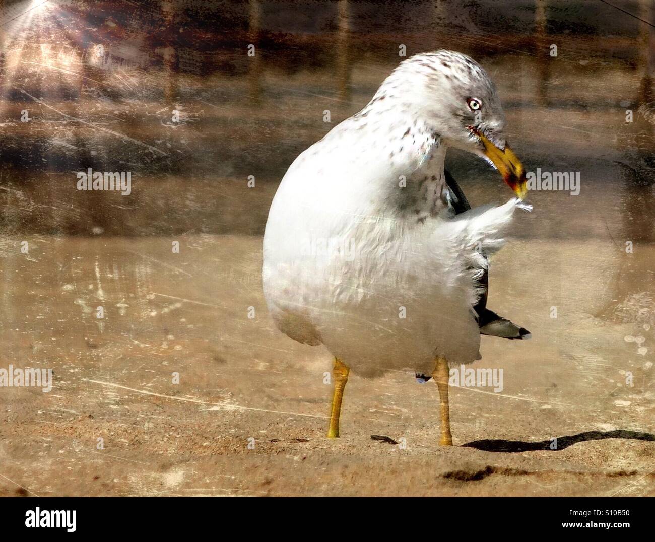 ..seagull brushes her plumage... - Smartphone Captured Stock Image