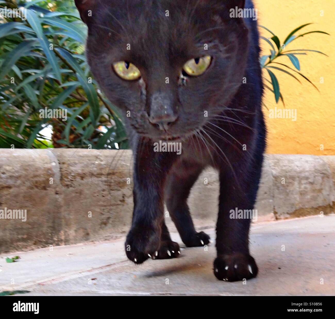 ...black cat on the way to you..! - Smartphone Captured Stock Image