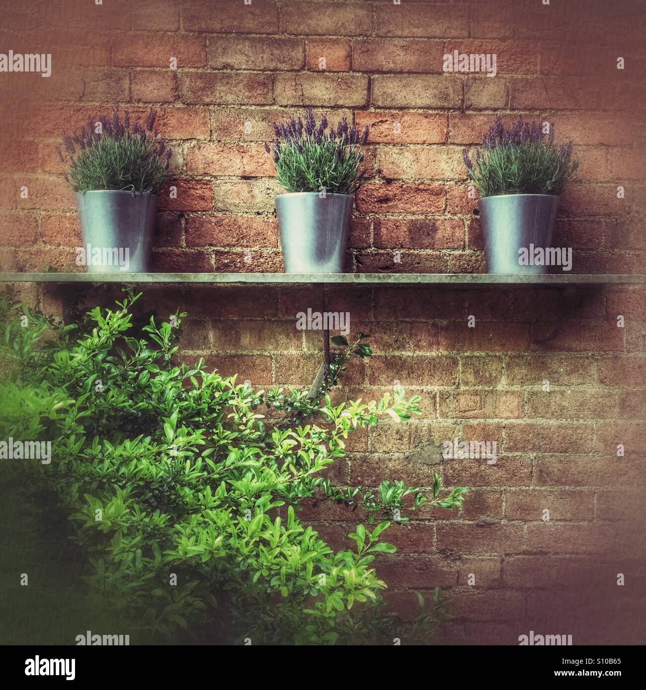 Three lavender plants in silver pots displayed on a shelf against a red brick garden wall, with green foliage, in a stylised, painterly still life. - Smartphone Captured Stock Image
