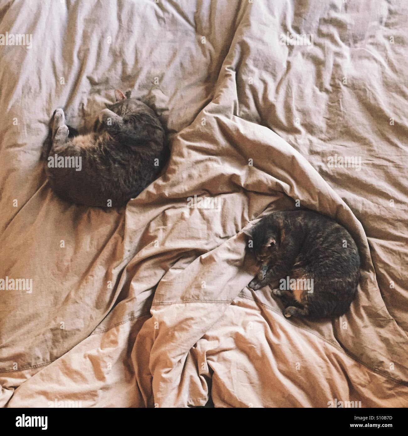 Cats on Bed Stock Photo Alamy