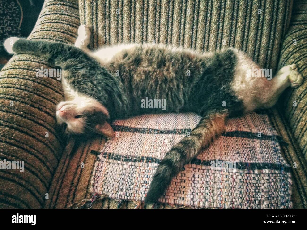 Cat resting on an armchair in funny position Stock Photo