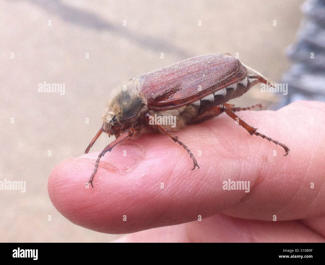 A Cockchafer beetle also known as a maybug as may is the start of their flight time. Stock Photo