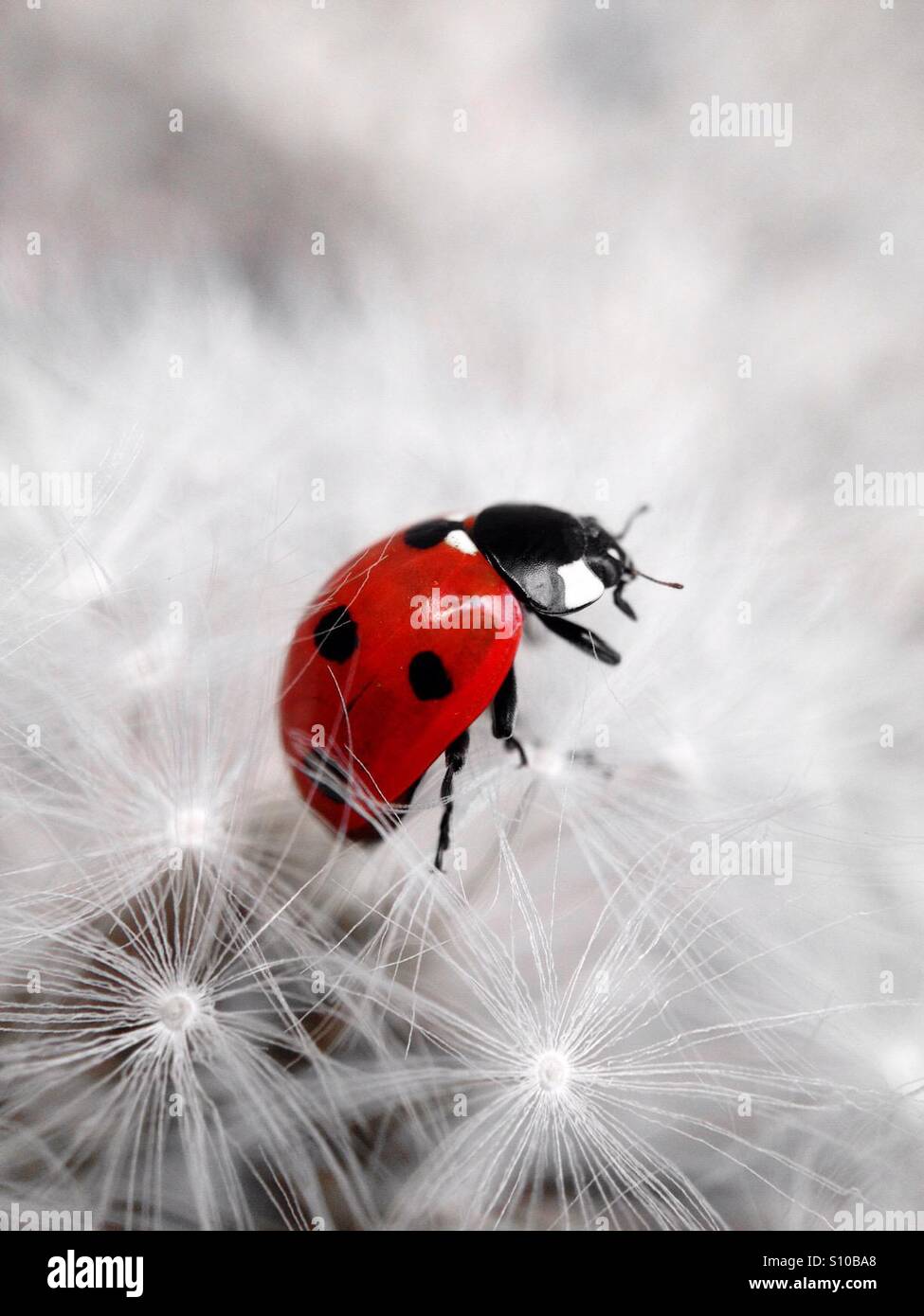 Colour popped ladybird - Smartphone Captured Stock Image