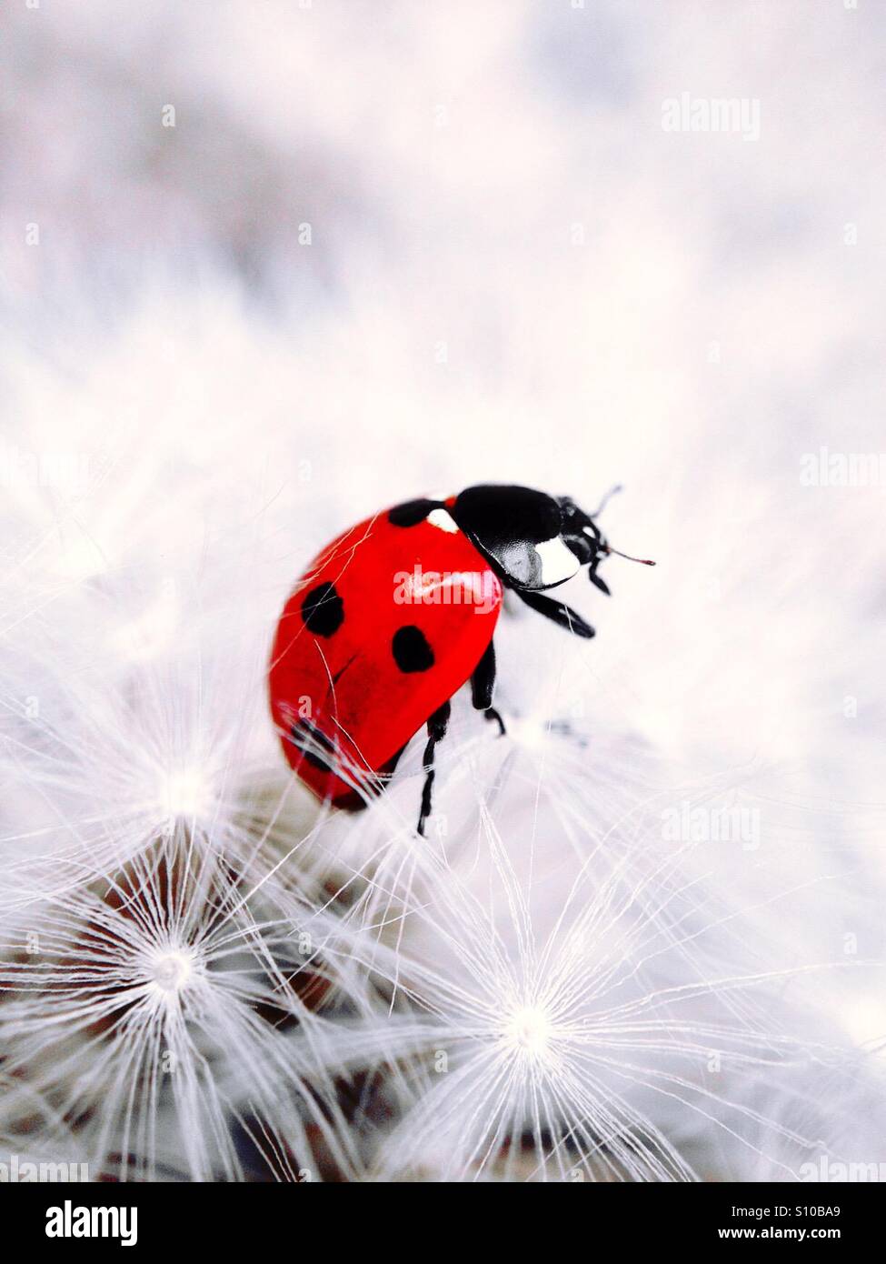 Colour popped ladybird - Smartphone Captured Stock Image