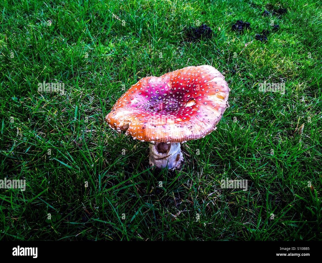 Toadstool of poisonous Amanita muscaria fungus also known as fly agaric. - Smartphone Captured Stock Image