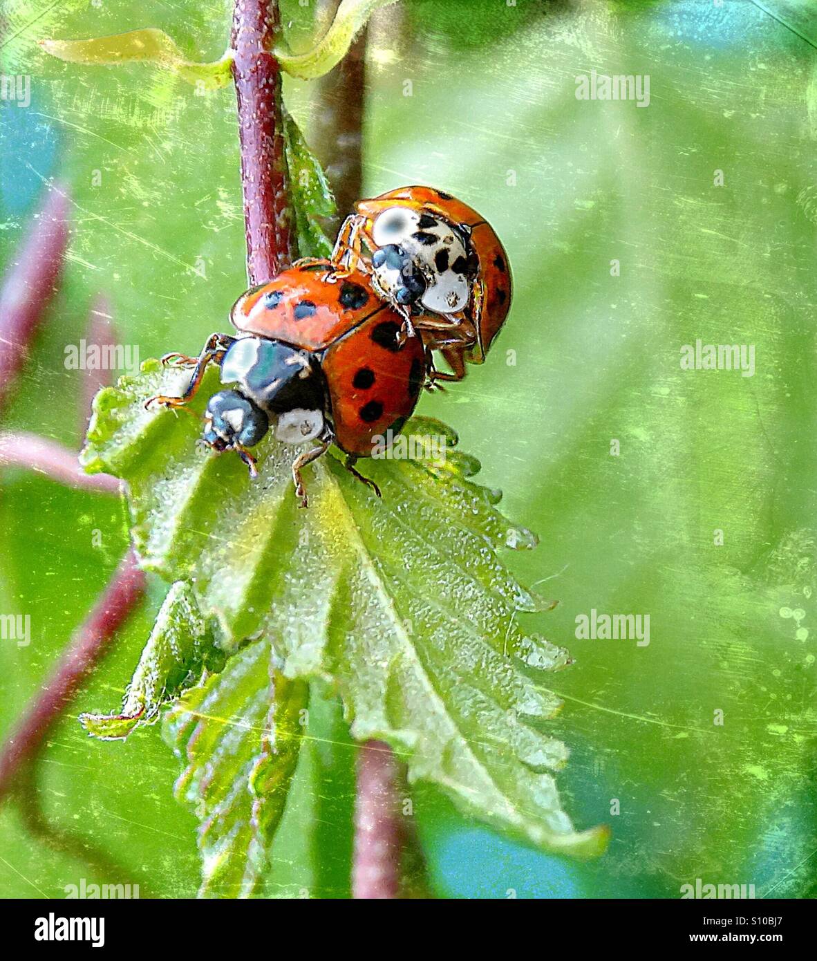 ...love and like the two happy busy bugs...! - Smartphone Captured Stock Image