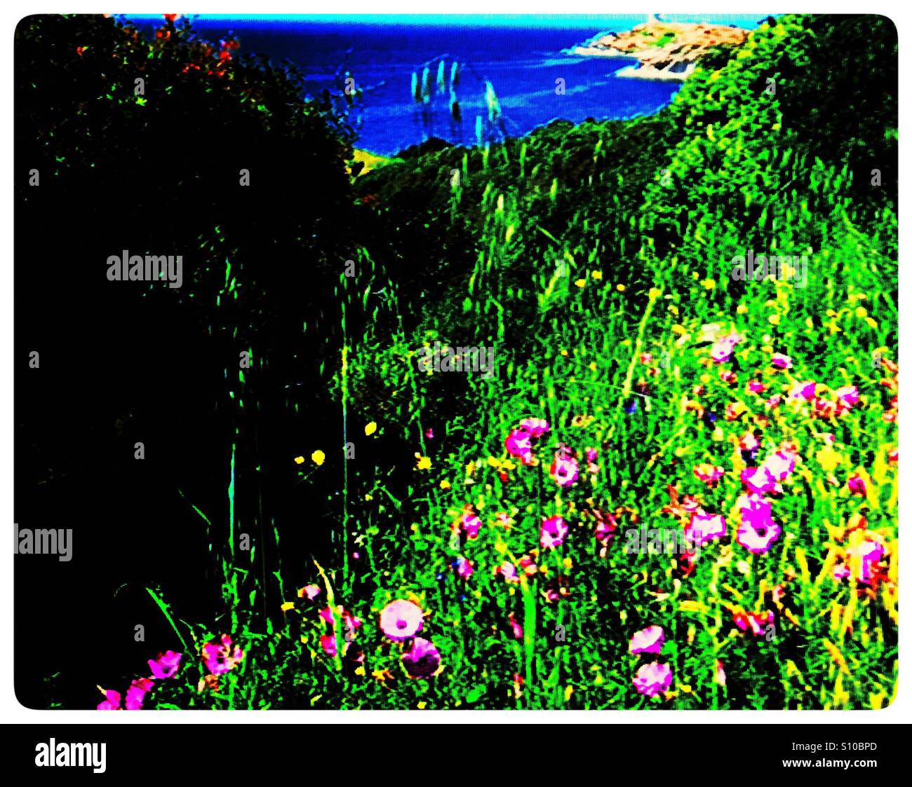 Wild flowers growing on a hill near the ocean Stock Photo - Alamy