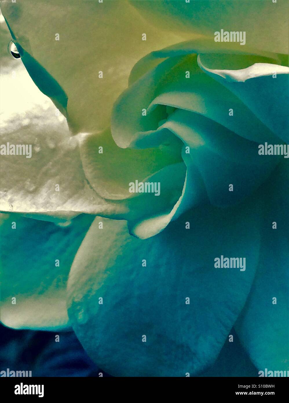 Gardenia macro view with water drops on petals, Gardenia jasminoides - Smartphone Captured Stock Image Gardenia macro view with water drops on petals, Gardenia jasminoides - Smartphone Captured Stock Image