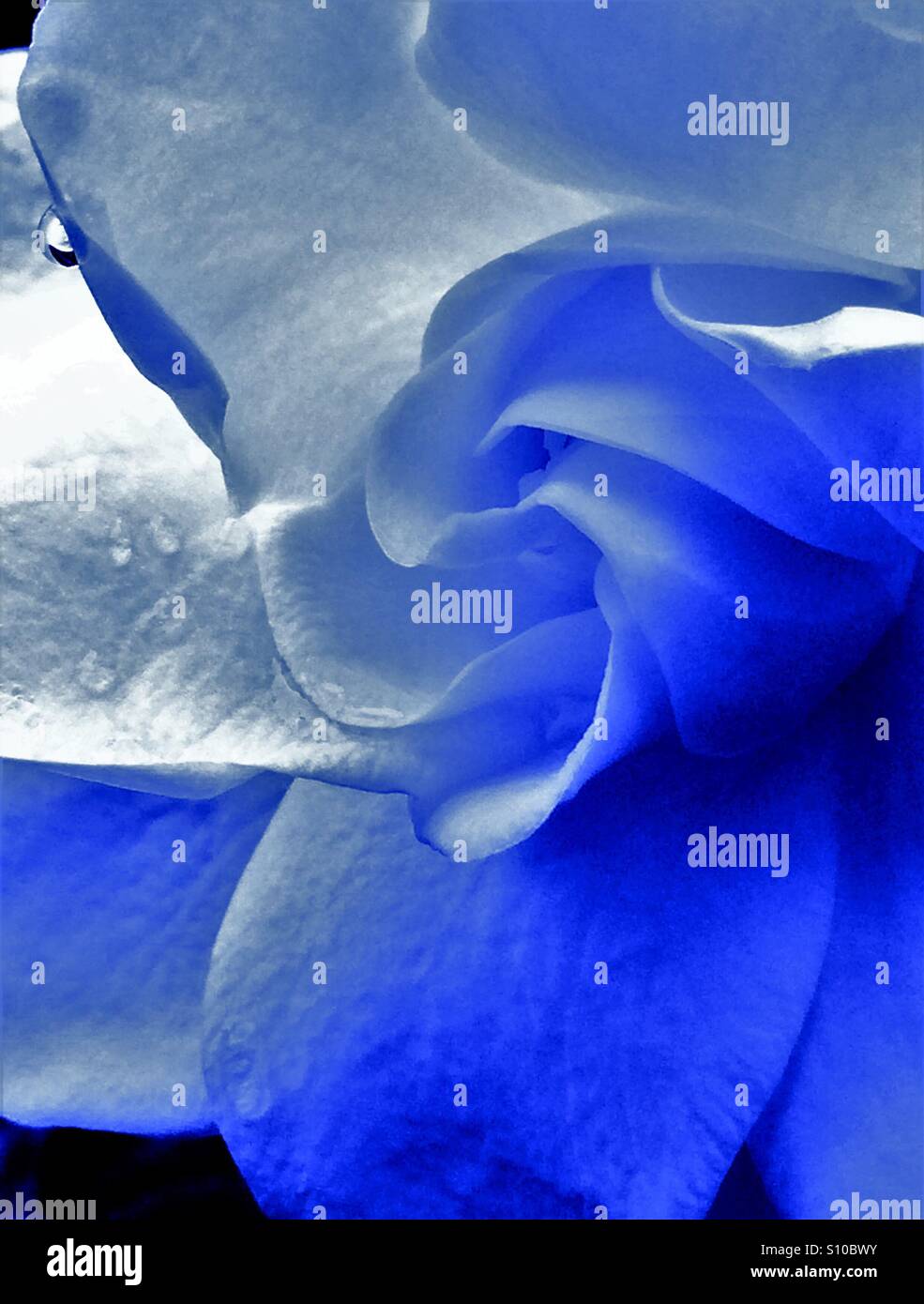 Macro close up view of a Gardenia bloom with rain drops on petals in blue tones, Gardenia jasminoides - Smartphone Captured Stock Image Macro close up view of a Gardenia bloom with rain drops on petals in blue tones, Gardenia jasminoides - Smartphone Captured Stock Image