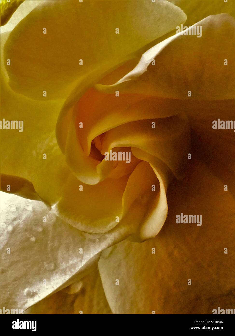 Macro close up view of a Gardenia bloom with warm tones, Gardenia jasminoides - Smartphone Captured Stock Image Macro close up view of a Gardenia bloom with warm tones, Gardenia jasminoides - Smartphone Captured Stock Image