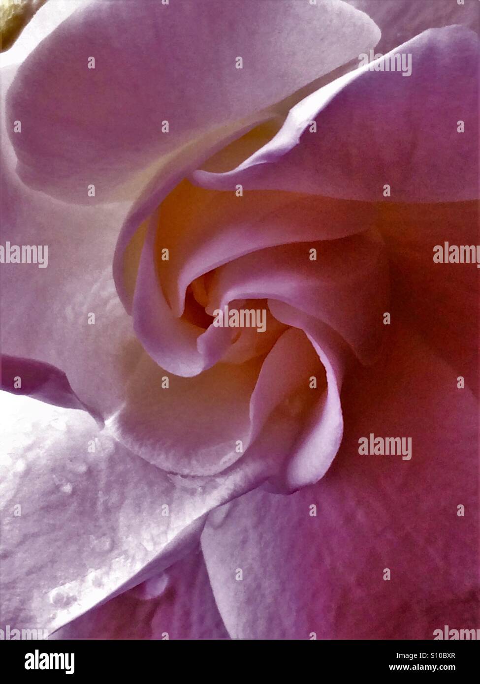 Gardenia blooming after a Spring rain, macro close up view of droplets on petals in soft pink tones, Gardenia jasminoides - Smartphone Captured Stock Image