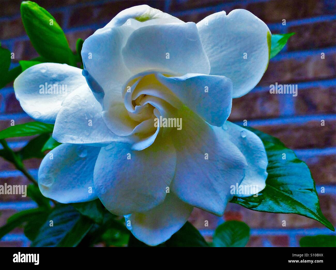 Blue gardenia hi-res stock photography and images - Alamy