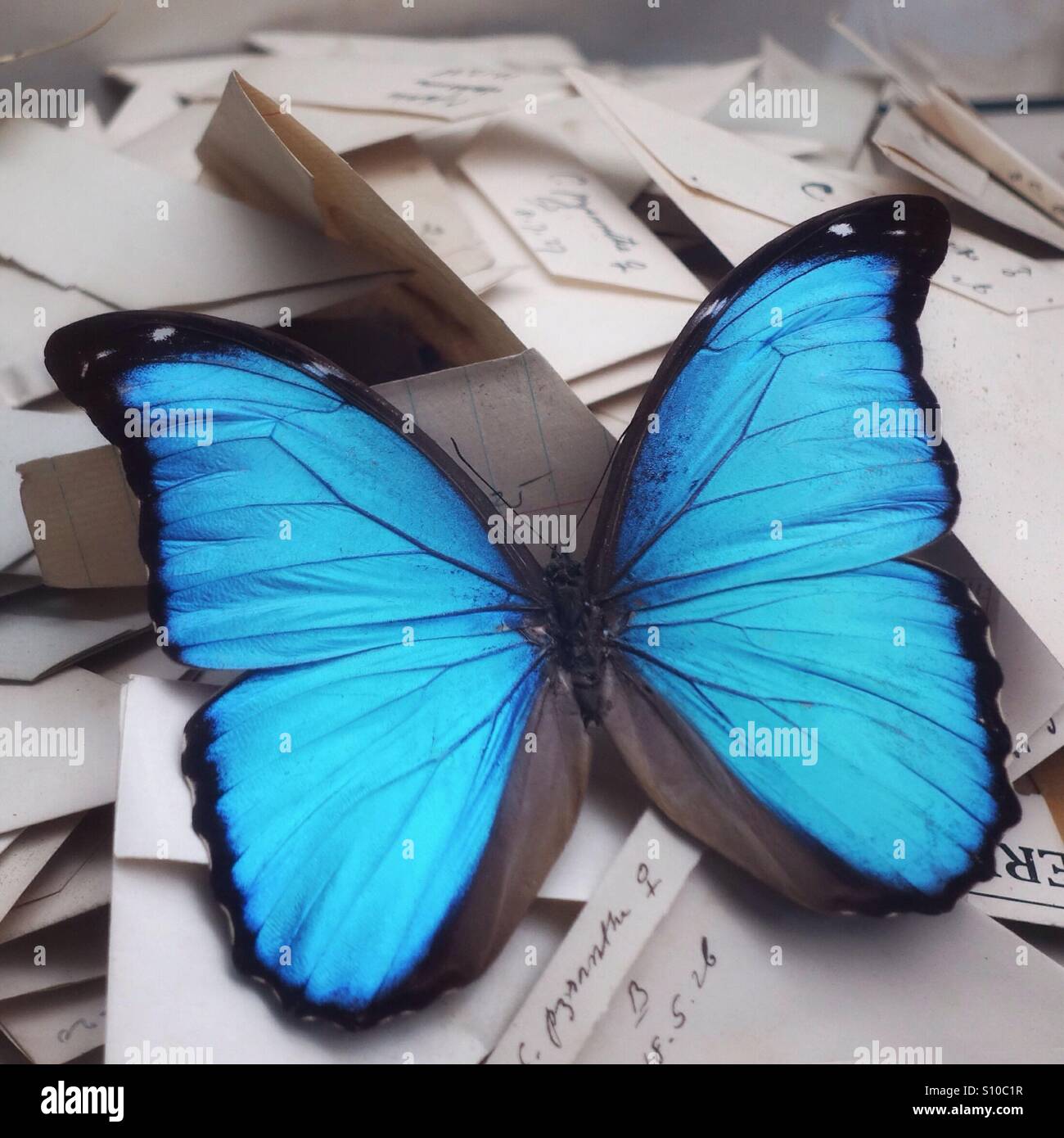 Bright blue butterfly on hand written notes Stock Photo