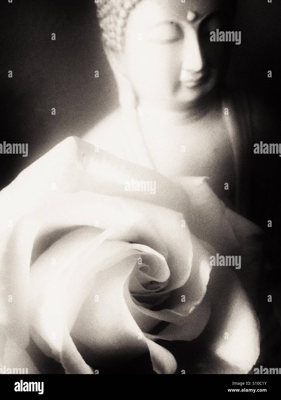 Rose Buddha - Smartphone Captured Stock Image