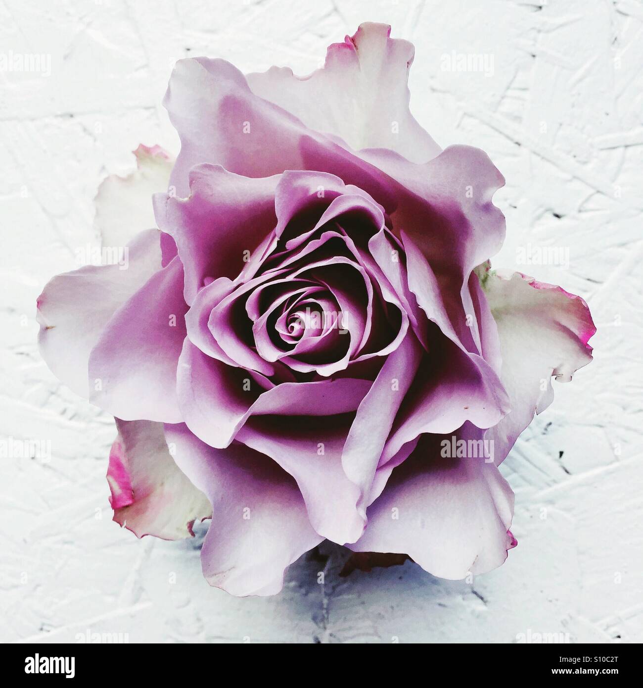 Rose pink bloom hi-res stock photography and images - Alamy