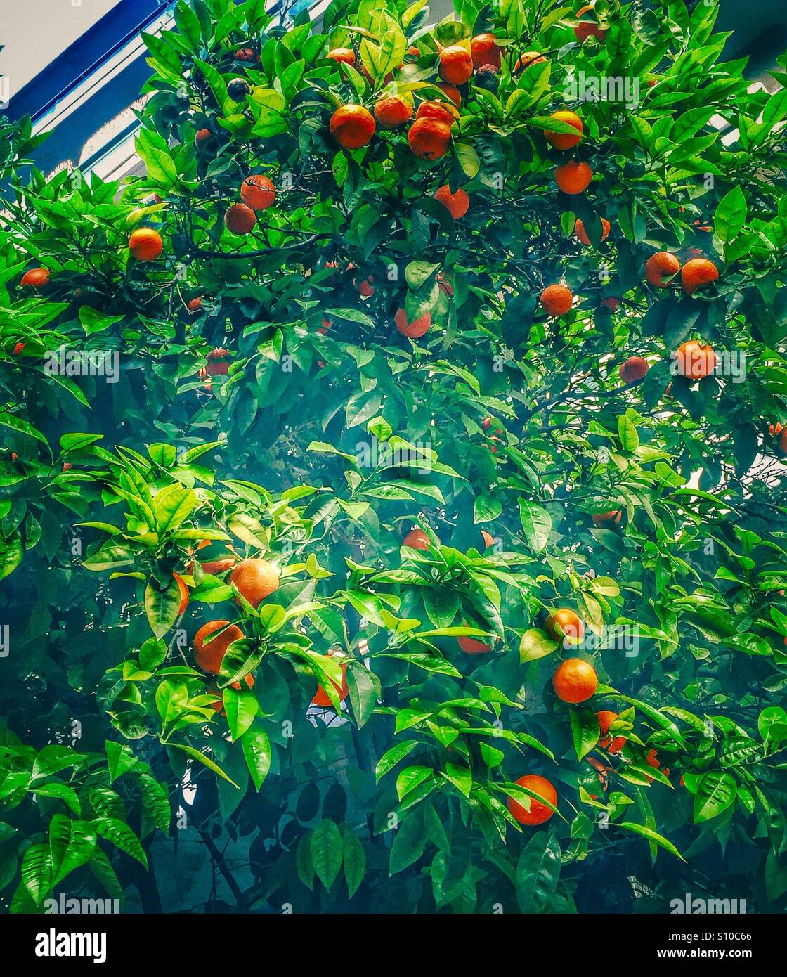 Bitter orange tree Stock Photo