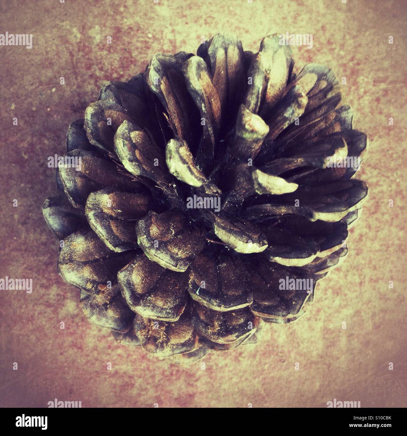 Large pine cone - Smartphone Captured Stock Image
