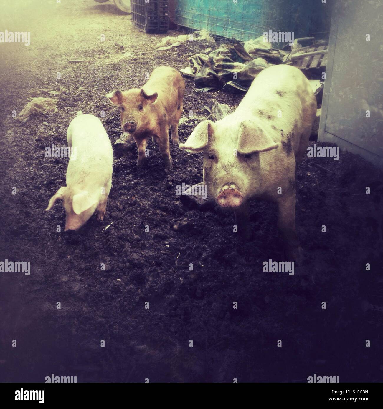 Piglets on the farm - Smartphone Captured Stock Image