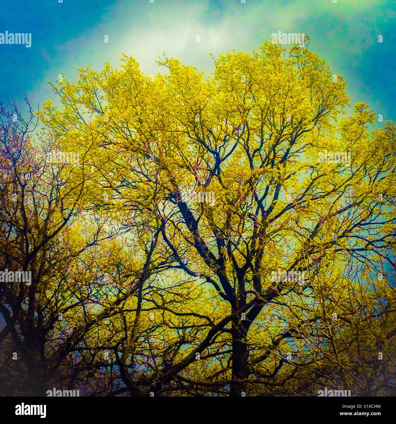 Yellow Tree - Smartphone Captured Stock Image