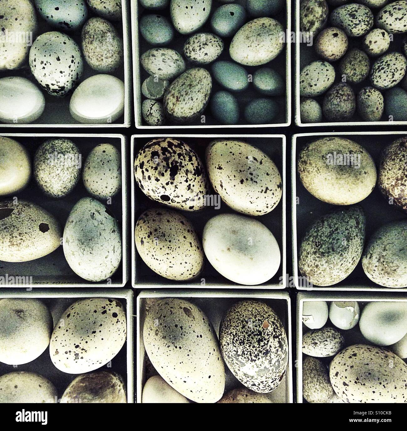 Antique birds egg collection Stock Photo
