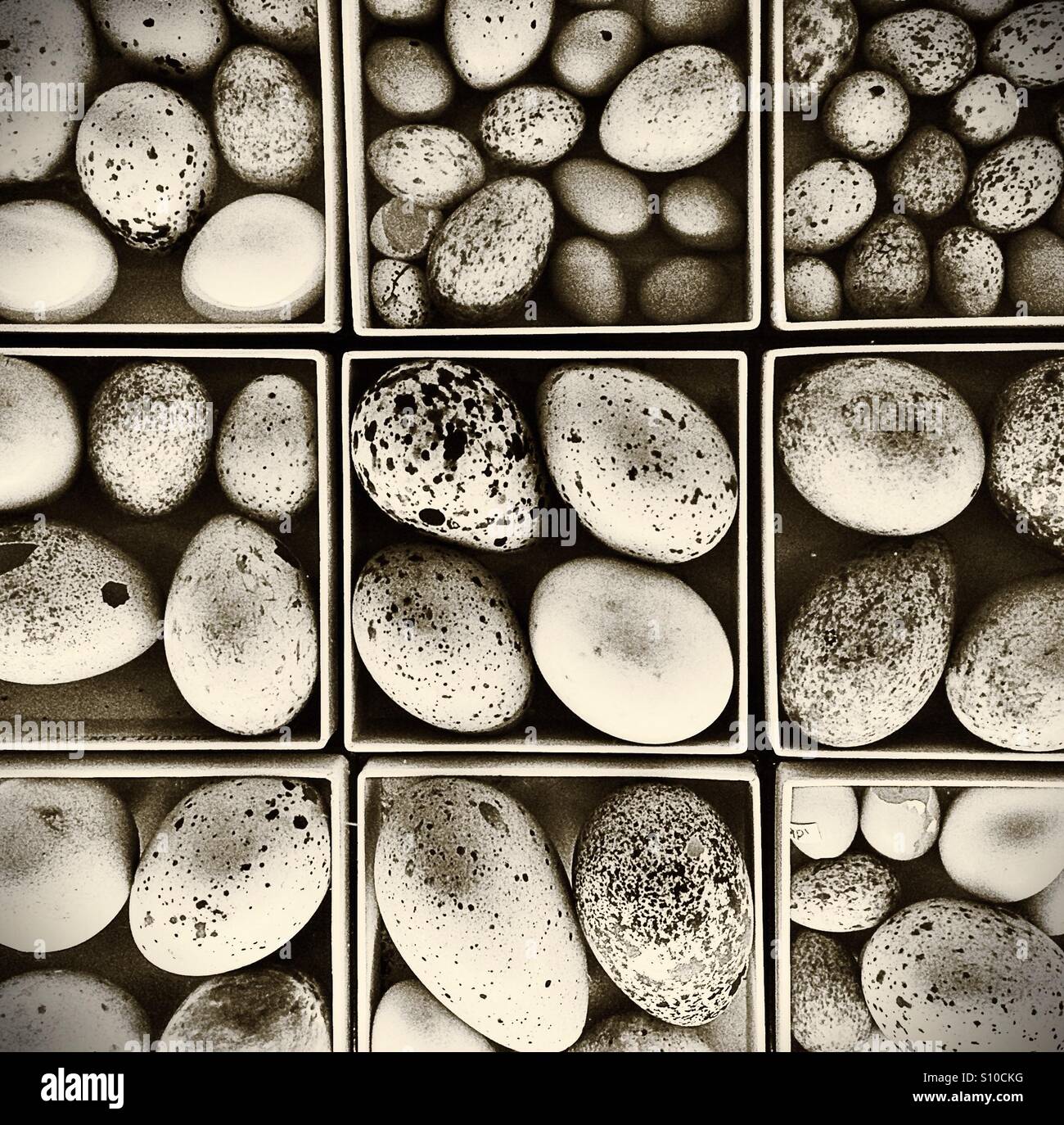 Antique birds eggs collection Stock Photo