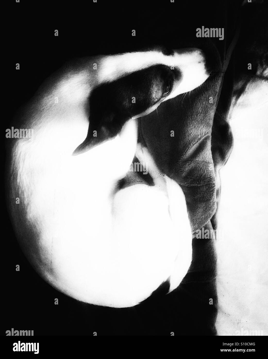 Dog curled up on a blanket photographed from above. In black and white. - Smartphone Captured Stock Image