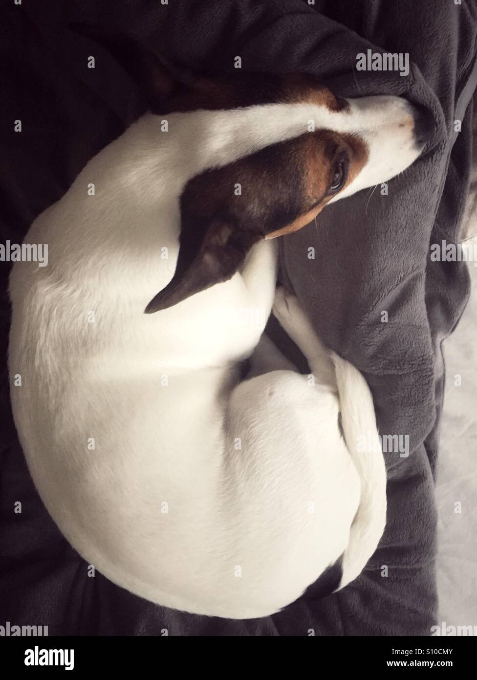 Dog curled up on a blanket. Photographed from above. - Smartphone Captured Stock Image