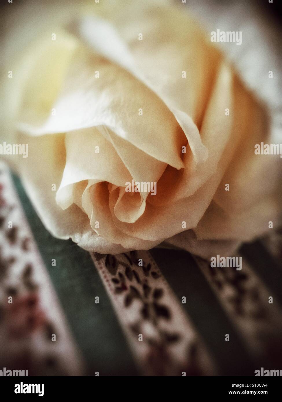 Lovely rose - Smartphone Captured Stock Image