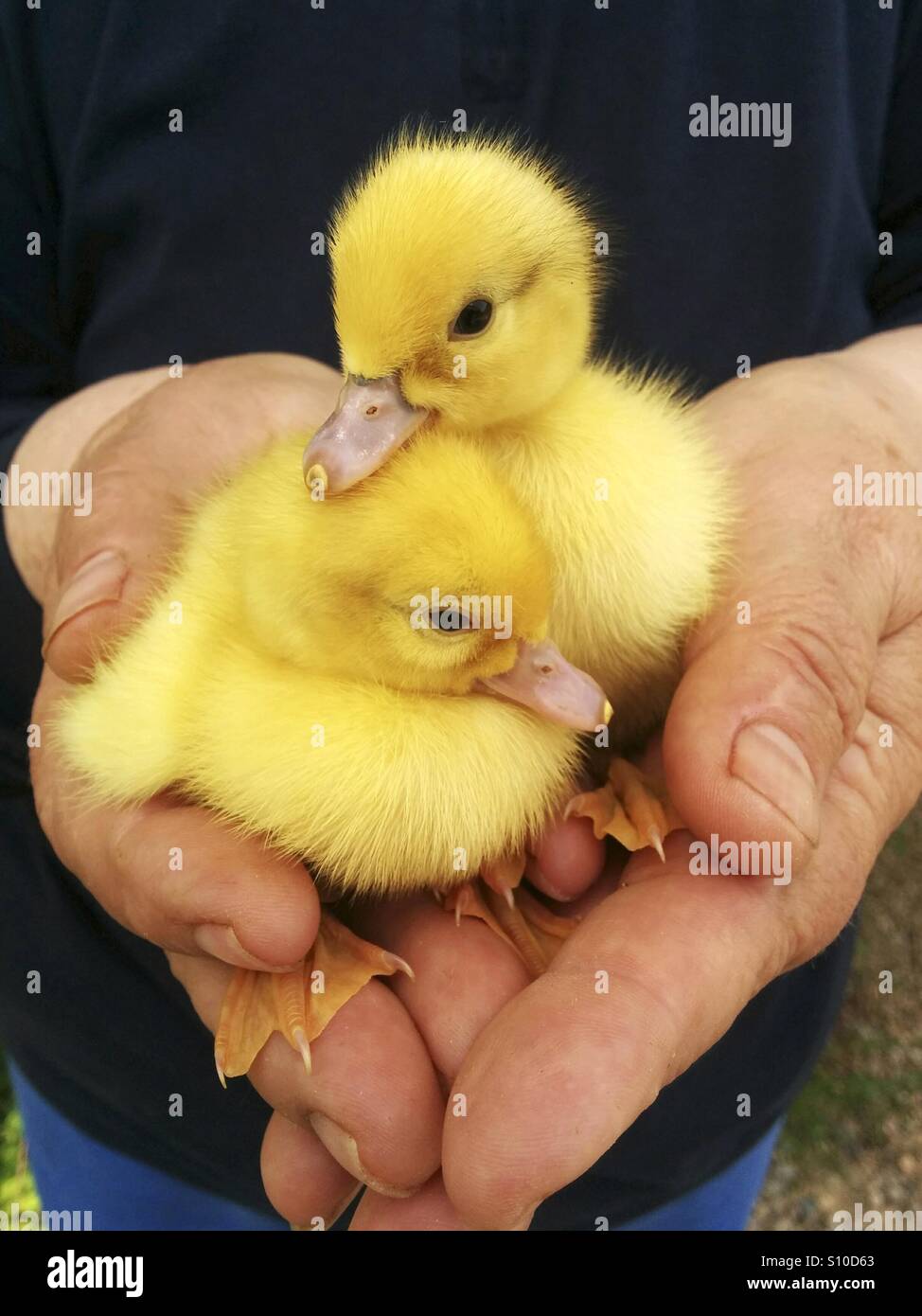 Newborn ducklings. Stock Photo
