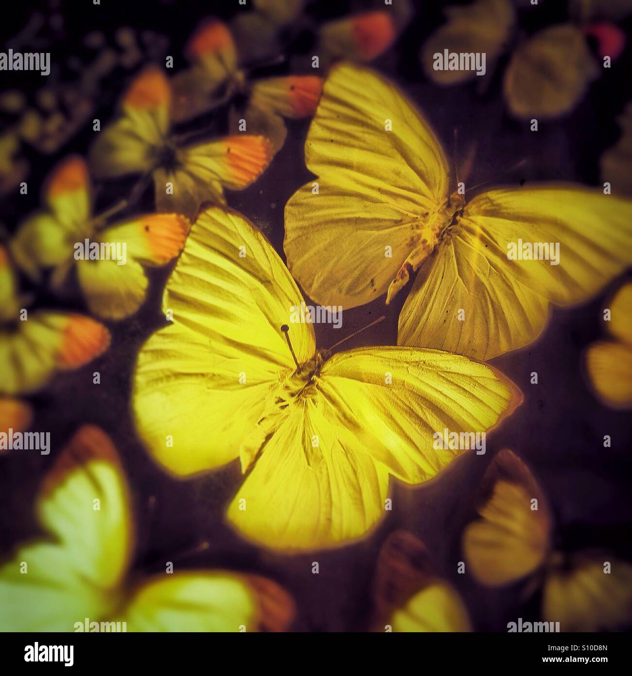 Collection of yelllow butterflies Stock Photo