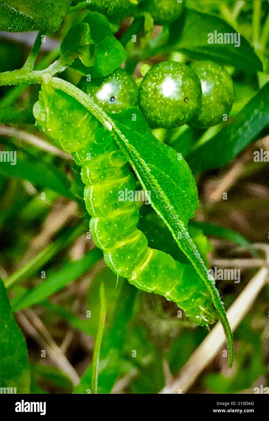 A bright green Cabbage Looper caterpillar munches on a leaf, Trichopulsia ni Stock Photo