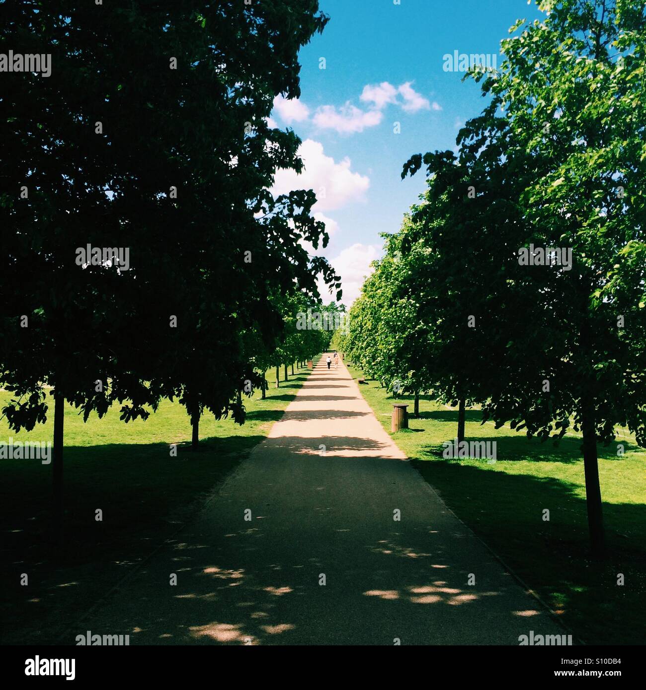 Straight path through the trees - Smartphone Captured Stock Image