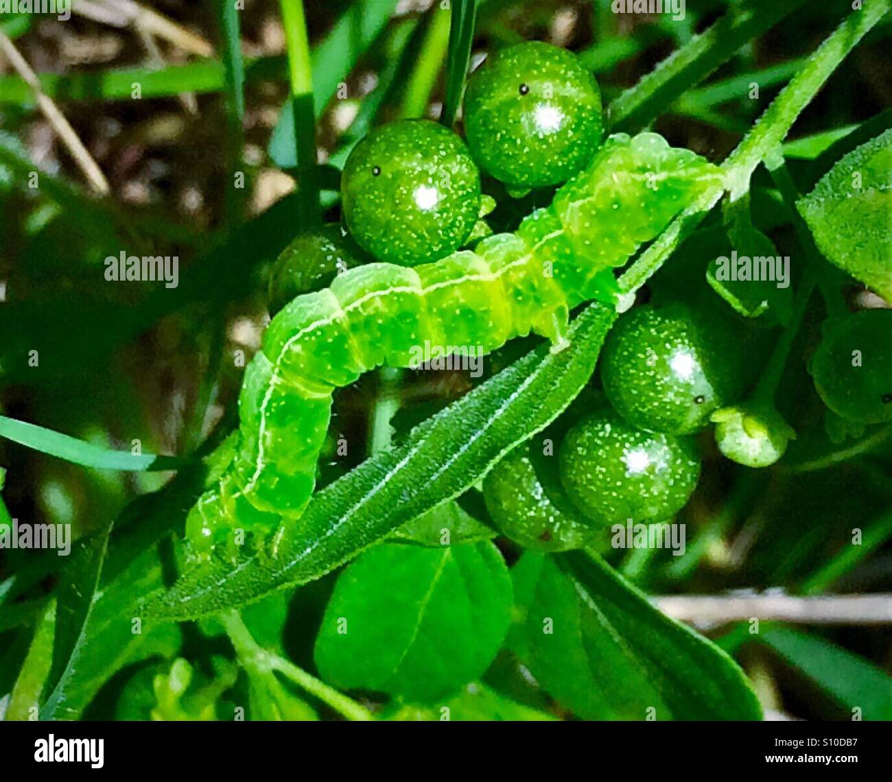A vibrant green Cabbage Looper caterpillar crawls along a green leaf, Trichopulsia ni Stock Photo