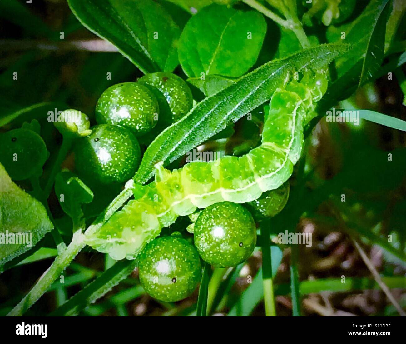 Close up view of a green caterpillar on a green leaf with green berries and background, Cabbage Looper, Trichopulsia ni - Smartphone Captured Stock Image