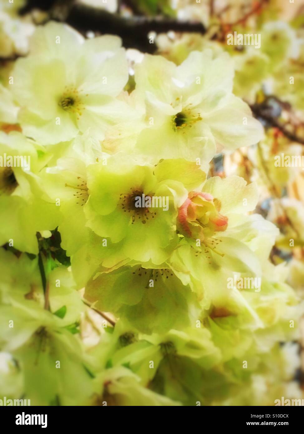White flowering cherry tree blossom England UK Stock Photo Alamy