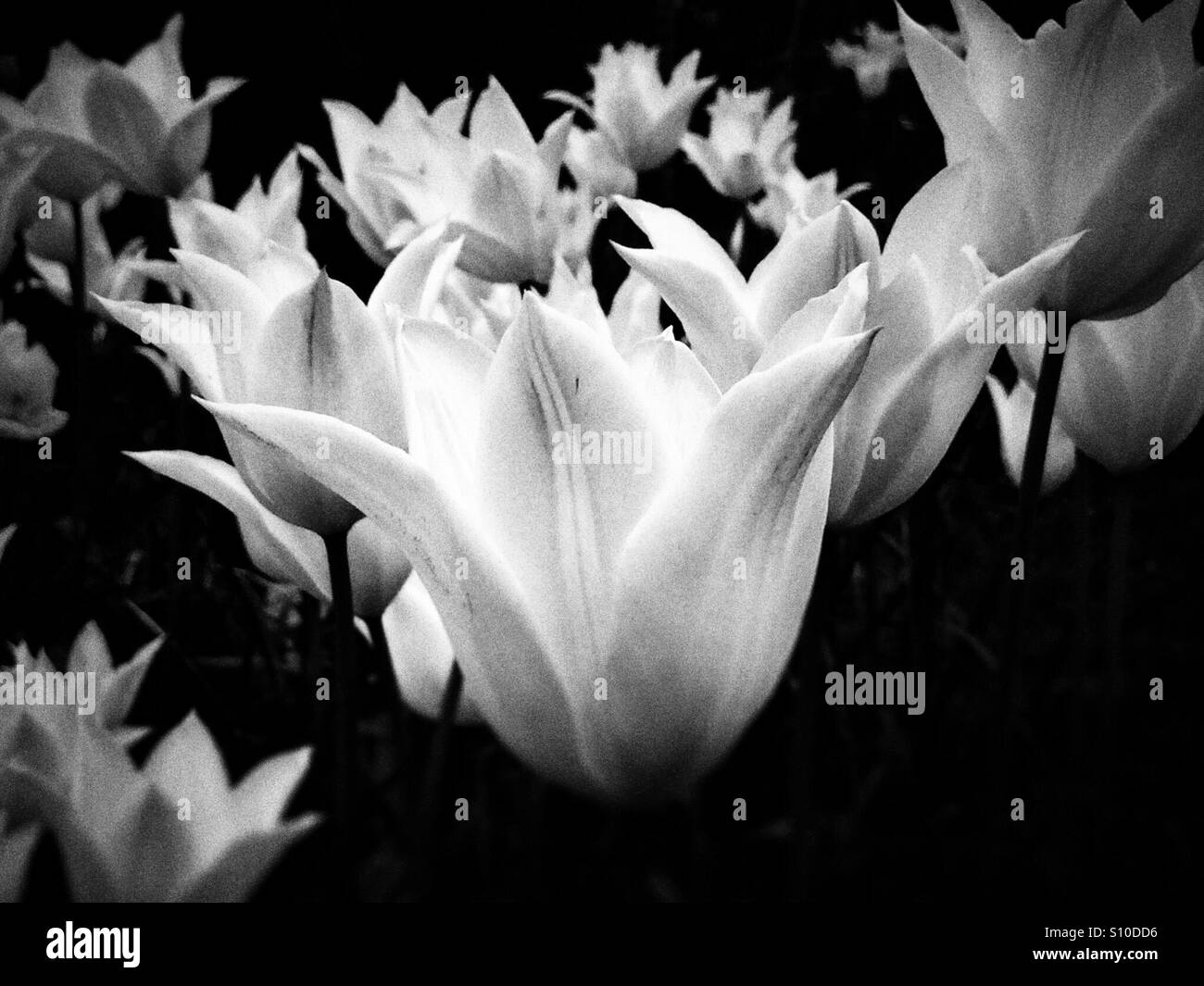 Tulips in the garden England UK - Smartphone Captured Stock Image