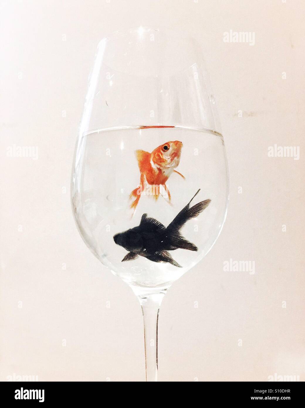 Fish in wine glass Stock Photo - Alamy