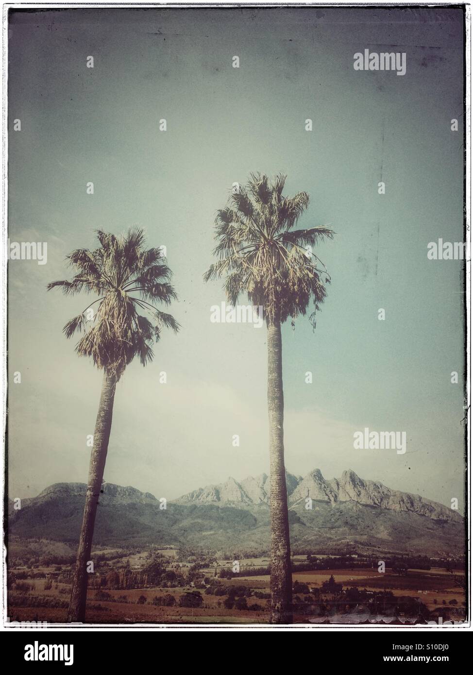 Palm trees, Wellington, Western Cape Province, South Africa. - Smartphone Captured Stock Image