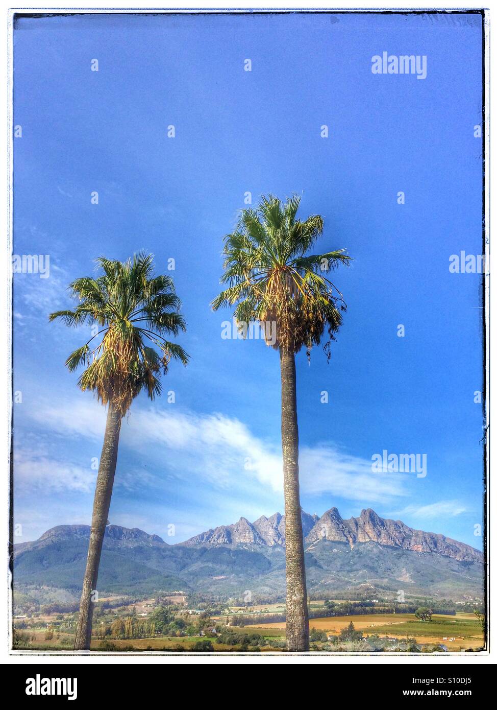 Palm trees, Wellington, Western Cape Province, South Africa. - Smartphone Captured Stock Image
