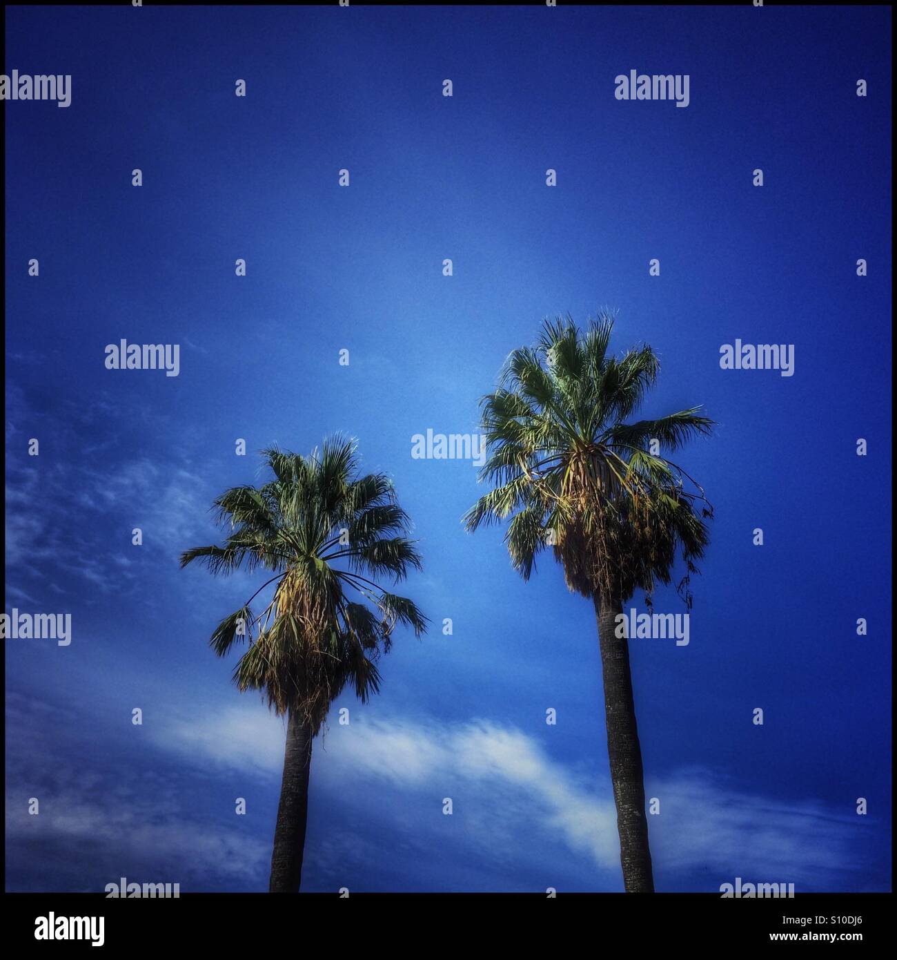 Palm trees, Wellington, Western Cape Province, South Africa. - Smartphone Captured Stock Image