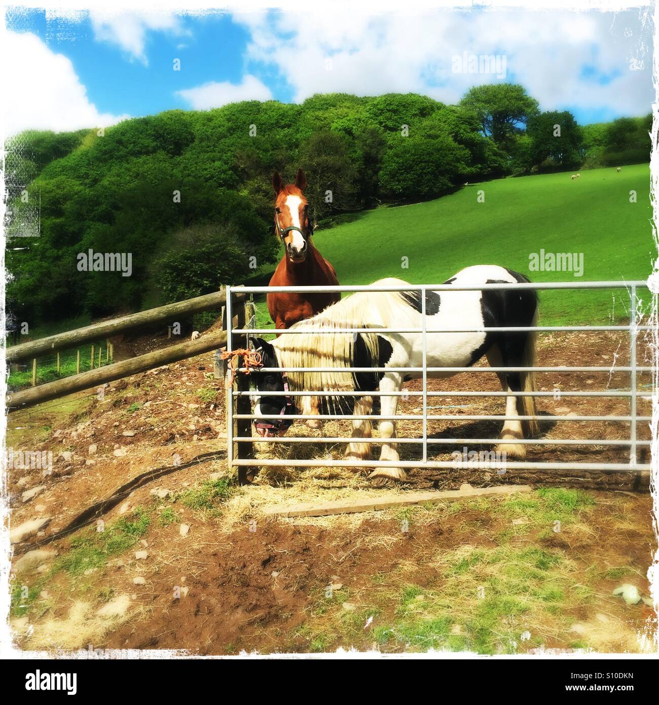 Two Dartmoor horses Stock Photo