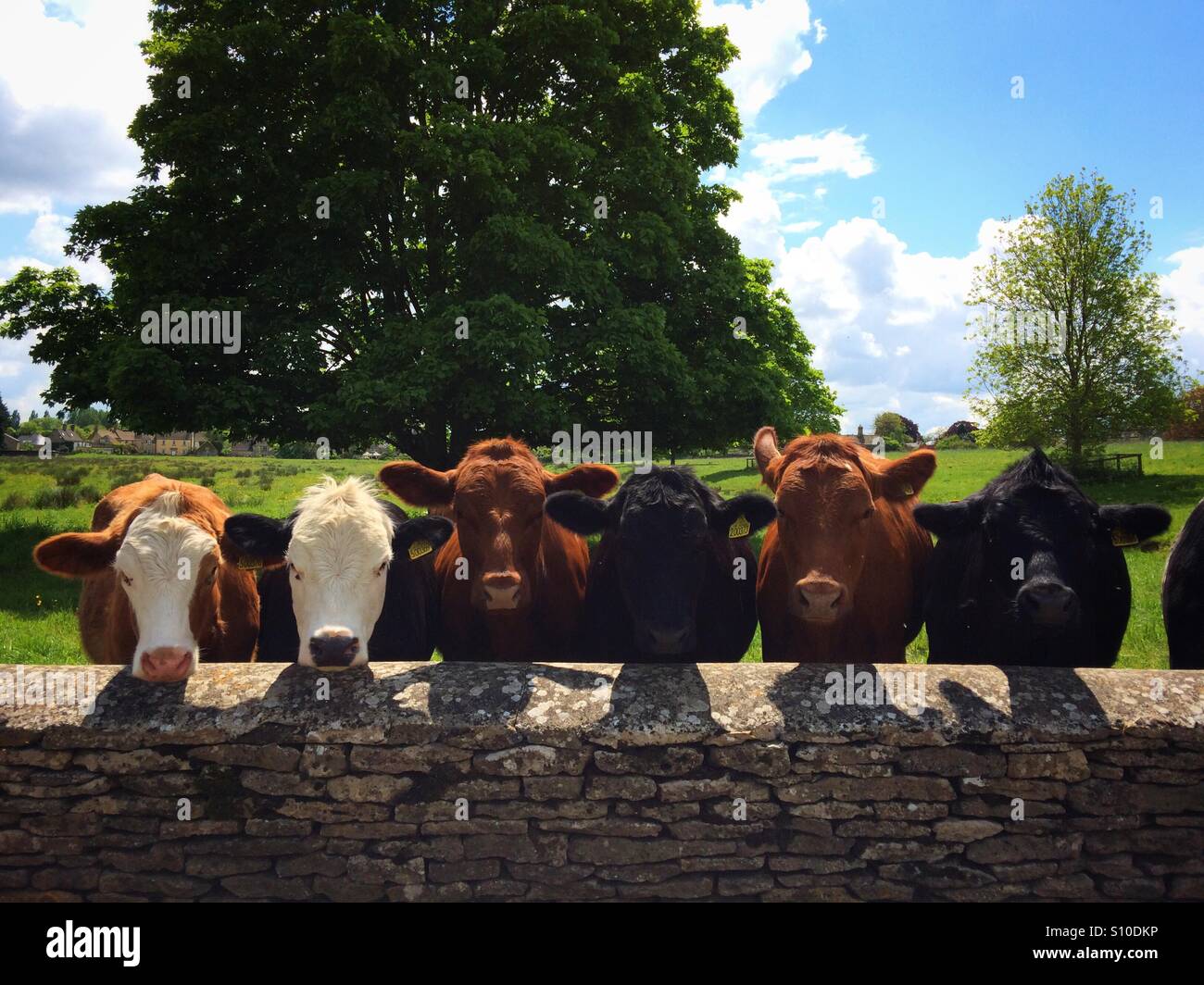 Cows in a row - Smartphone Captured Stock Image