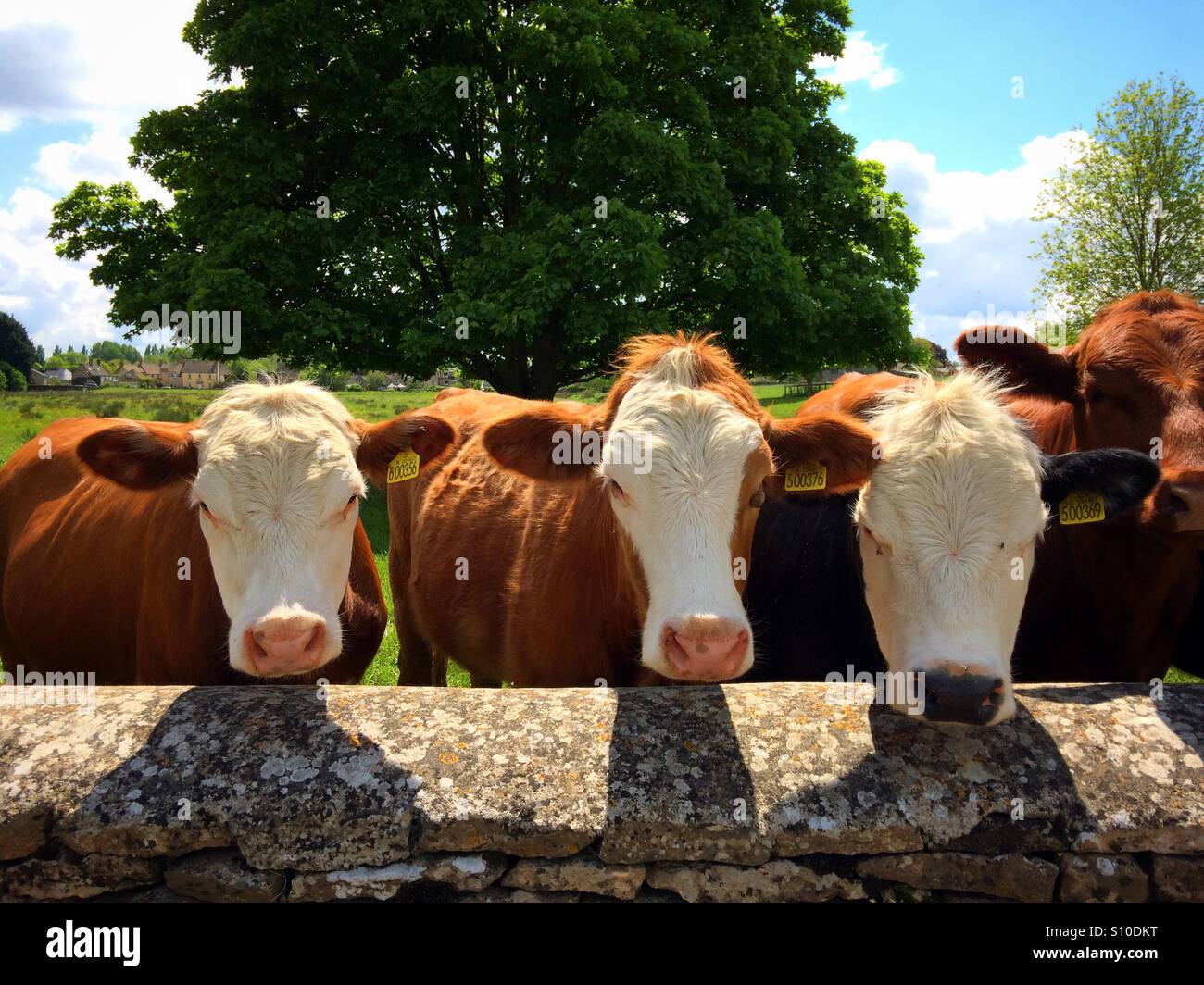 Three cows looking over the wall - Smartphone Captured Stock Image