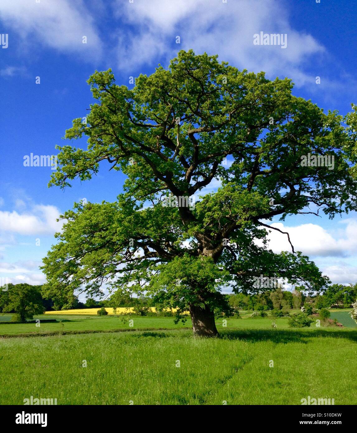 English Countryside in spring Stock Photo