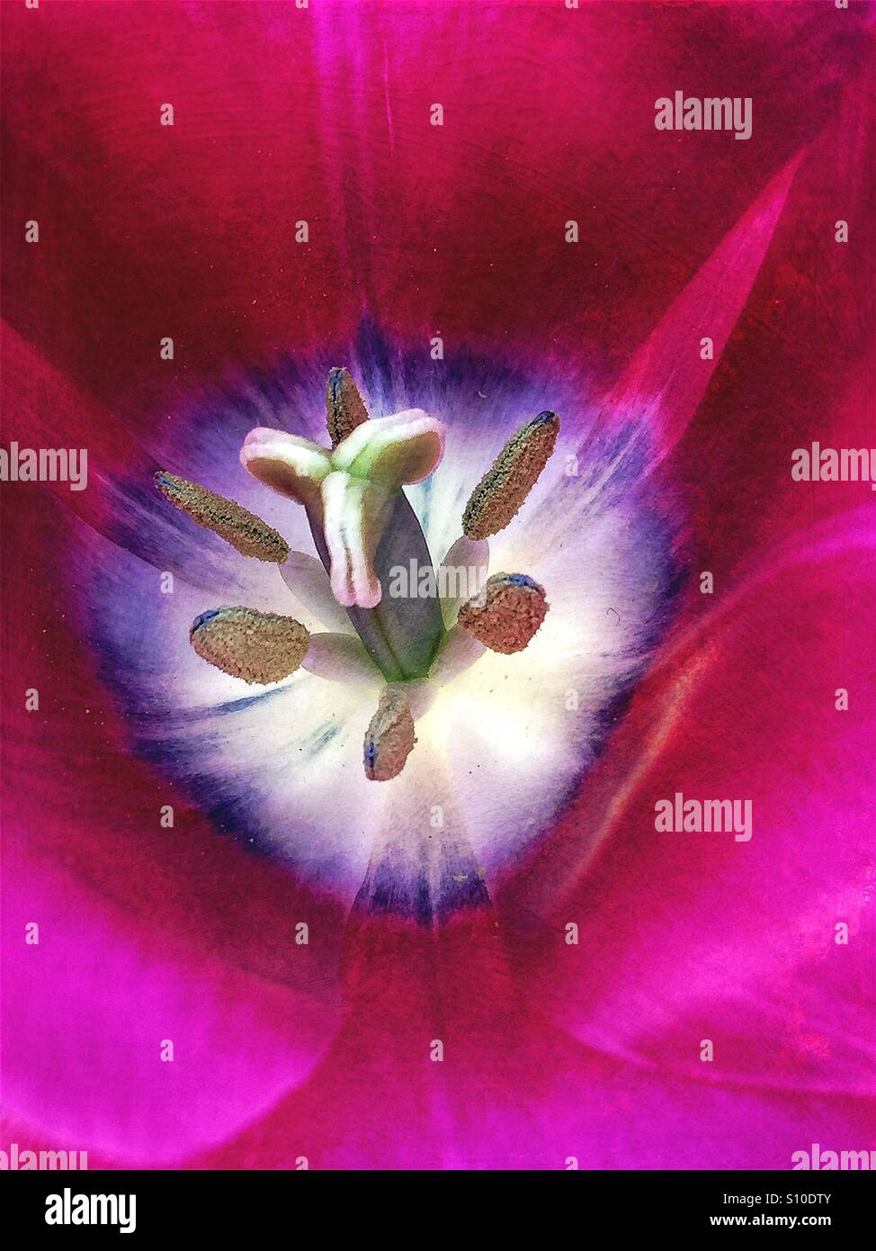 Brilliantly colored and textured macro closeup of center of tulip with stamens and anthers. - Smartphone Captured Stock Image