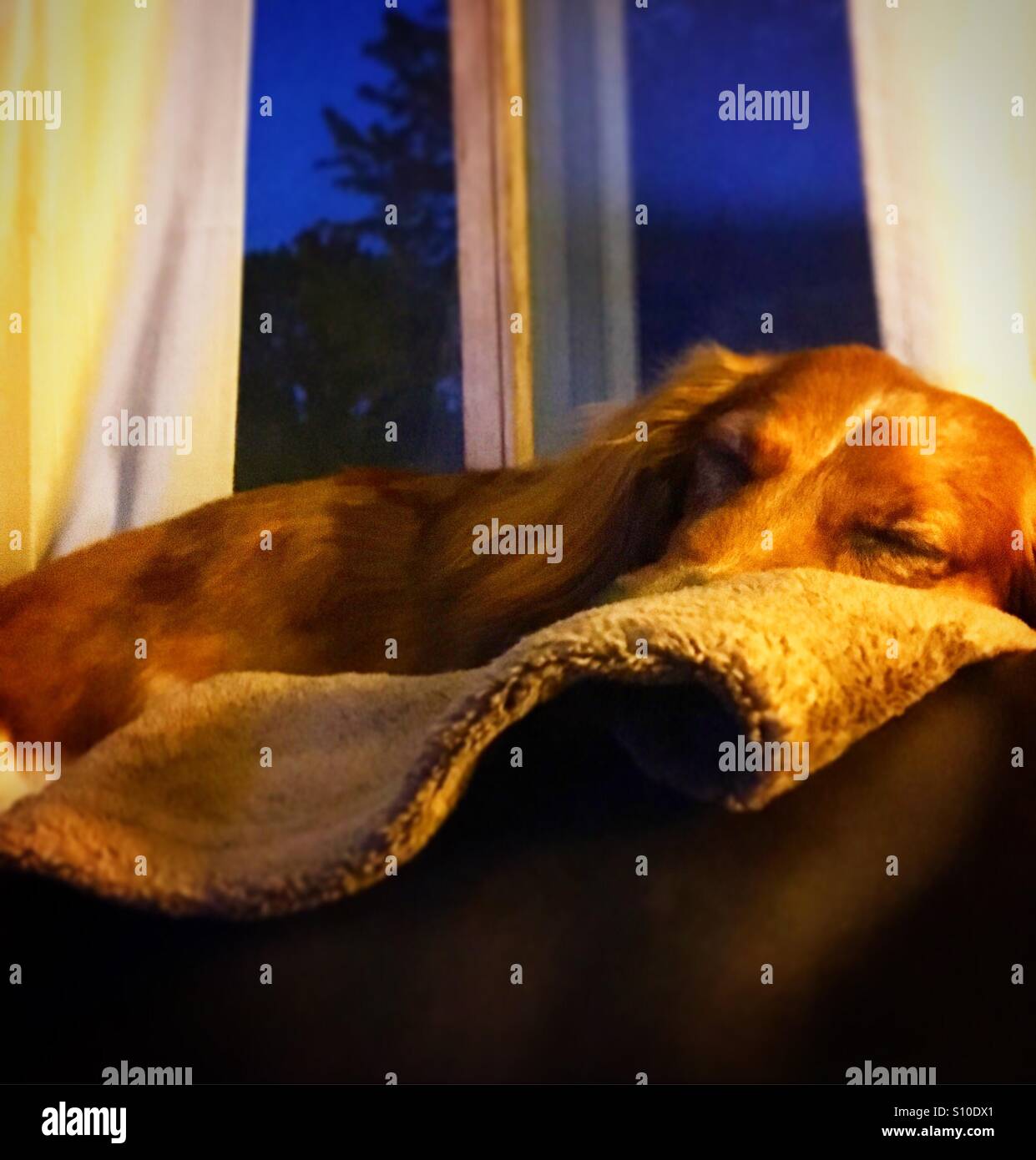 Long day sleeping puppy Stock Photo