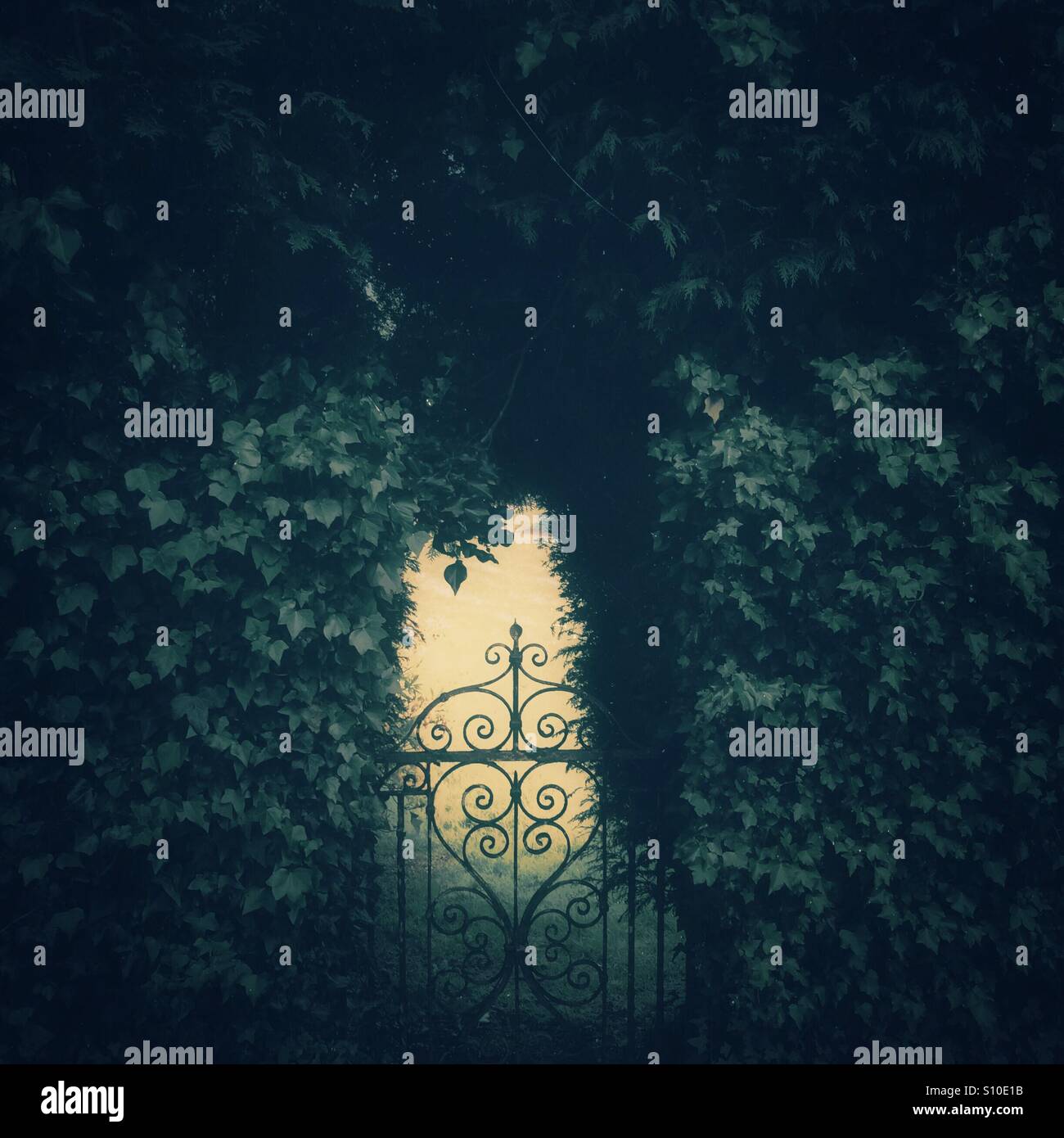Secret garden gate and hedge - Smartphone Captured Stock Image